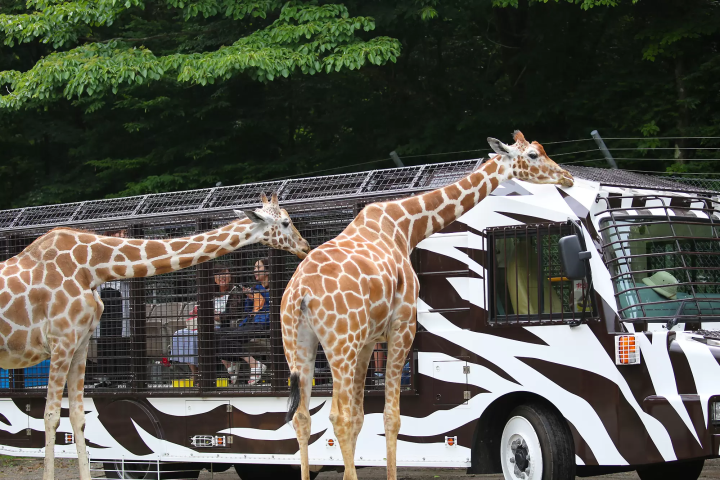 A wire mesh stretches all the way to the ceiling! Ride the Super Jungle Bus and experience the thrill of Fuji Safari Park!