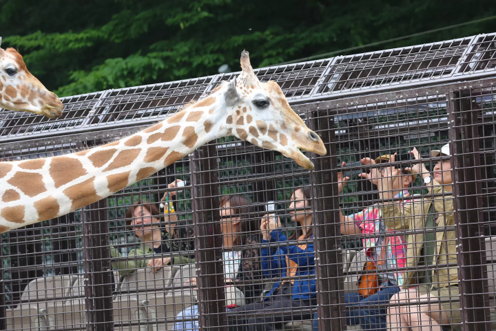 A wire mesh stretches all the way to the ceiling! Ride the Super Jungle Bus and experience the thrill of Fuji Safari Park!