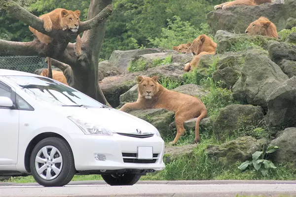 A wire mesh stretches all the way to the ceiling! Ride the Super Jungle Bus and experience the thrill of Fuji Safari Park!