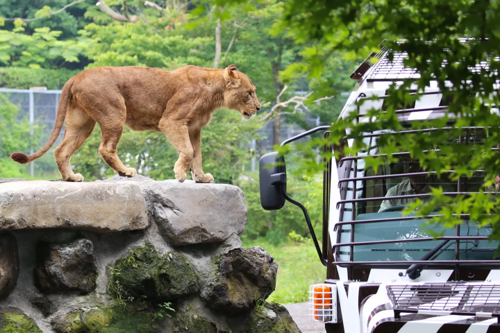 A wire mesh stretches all the way to the ceiling! Ride the Super Jungle Bus and experience the thrill of Fuji Safari Park!
