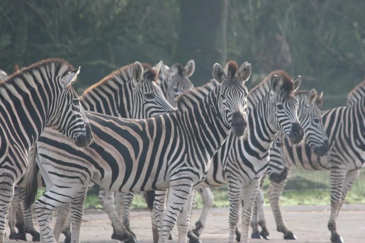 A wire mesh stretches all the way to the ceiling! Ride the Super Jungle Bus and experience the thrill of Fuji Safari Park!