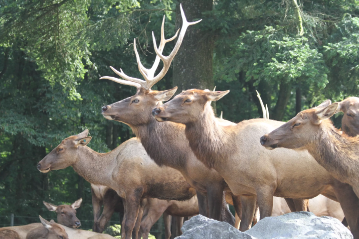 A wire mesh stretches all the way to the ceiling! Ride the Super Jungle Bus and experience the thrill of Fuji Safari Park!