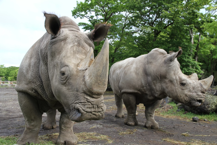 A wire mesh stretches all the way to the ceiling! Ride the Super Jungle Bus and experience the thrill of Fuji Safari Park!