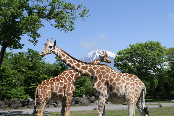 A wire mesh stretches all the way to the ceiling! Ride the Super Jungle Bus and experience the thrill of Fuji Safari Park!
