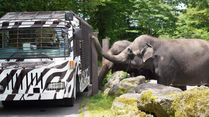 A wire mesh stretches all the way to the ceiling! Ride the Super Jungle Bus and experience the thrill of Fuji Safari Park!