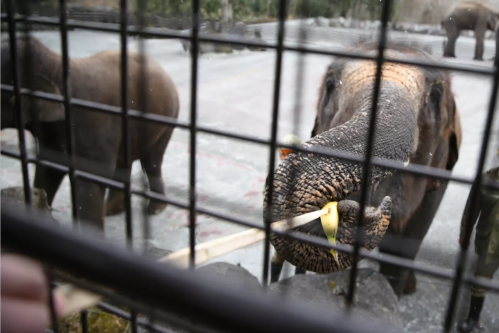 A wire mesh stretches all the way to the ceiling! Ride the Super Jungle Bus and experience the thrill of Fuji Safari Park!