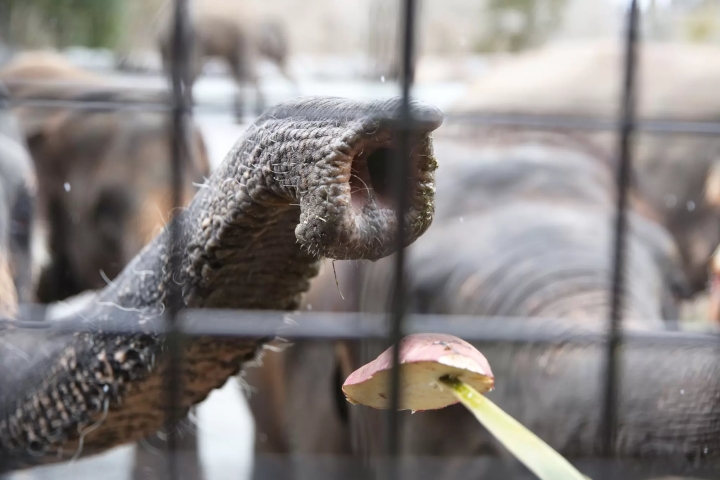 A wire mesh stretches all the way to the ceiling! Ride the Super Jungle Bus and experience the thrill of Fuji Safari Park!