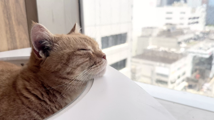 画像提供：カワスイ 川崎水族館 