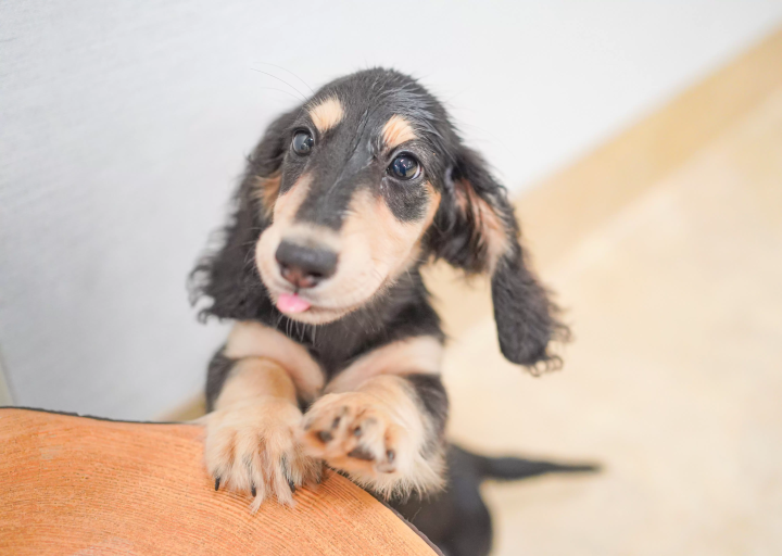 画像提供：カワスイ 川崎水族館 