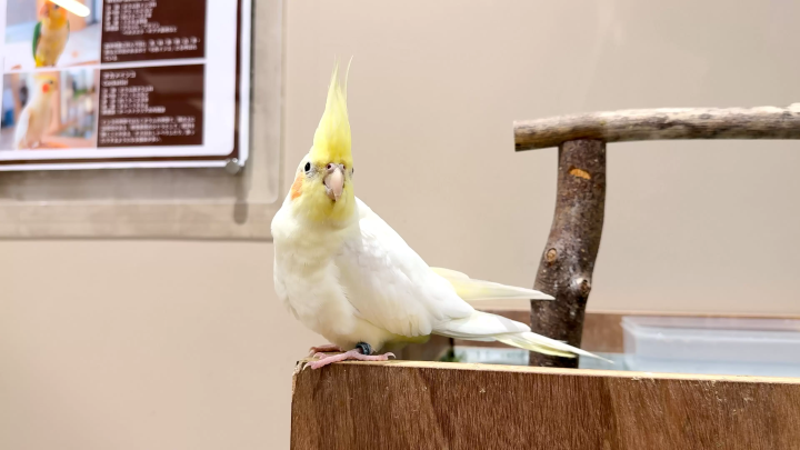画像提供：カワスイ 川崎水族館 
