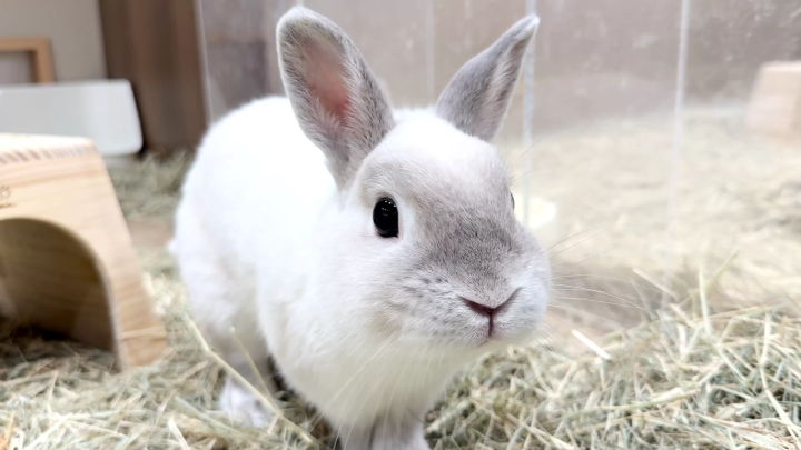 画像提供：カワスイ 川崎水族館 