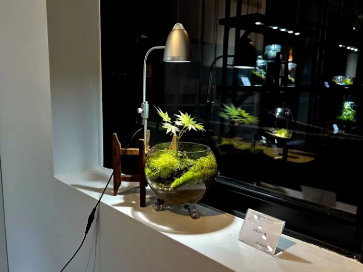 [นาโกย่า] โลกแห่งมอสเทอเรียม ที่คุณสามารถทอ "ชิ้นส่วนเล็กๆ ของธรรมชาติ" ของคุณเองได้