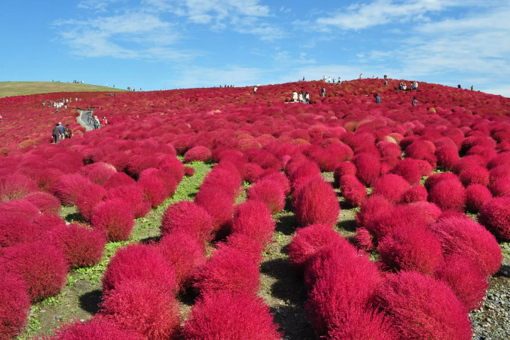[Ibaraki] Enjoy Autumn! A Day Trip to See Kochia Leaves, Seaside Torii Gates, and Taste the Food