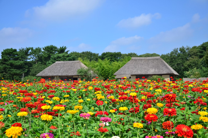 [Ibaraki] Enjoy Autumn! A Day Trip to See Kochia Leaves, Seaside Torii Gates, and Taste the Food