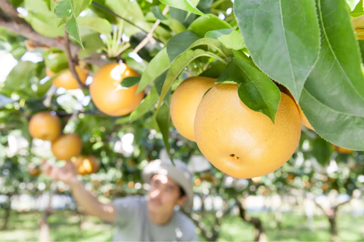 [Ibaraki] Enjoy Autumn! A Day Trip to See Kochia Leaves, Seaside Torii Gates, and Taste the Food