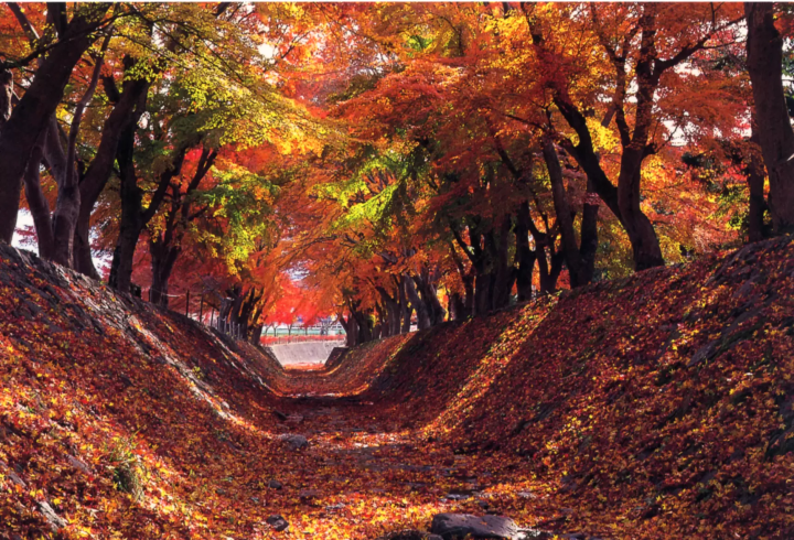 [Nagano/Yamanashi] Autumn Travel - Complete Guide to Autumn Foliage Viewing | Recommended Spots You Can't Miss