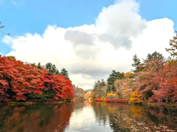 Autumn leaves at Kumoba Pond Photo by Karuizawa Economic Newspaper 