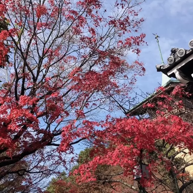 7 recommended spots to see autumn leaves in Kyoto