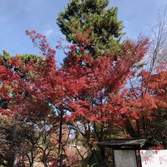 7 recommended spots to see autumn leaves in Kyoto