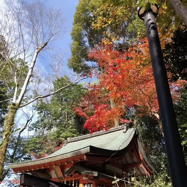 7 recommended spots to see autumn leaves in Kyoto