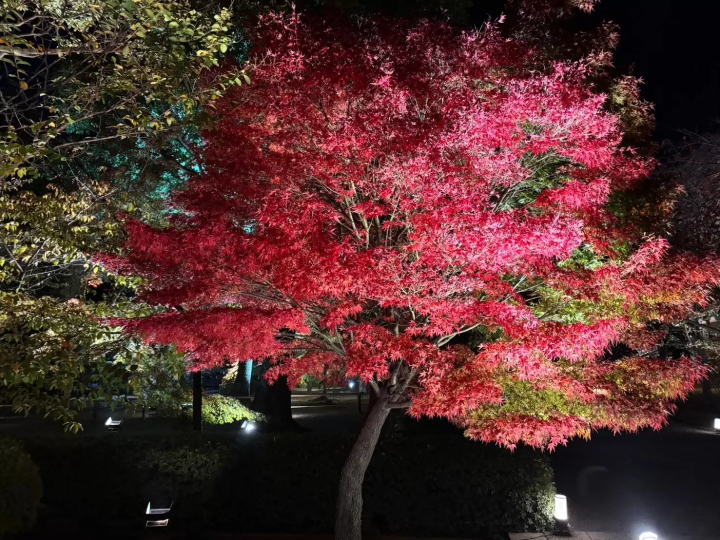 7 recommended spots to see autumn leaves in Kyoto