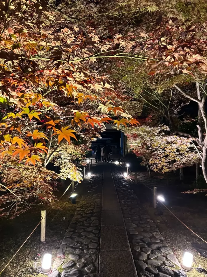 7 recommended spots to see autumn leaves in Kyoto