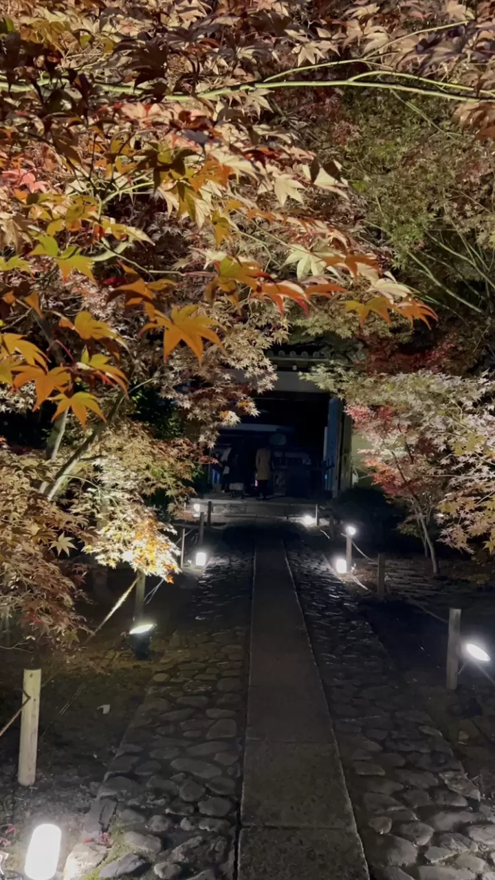 7 recommended spots to see autumn leaves in Kyoto