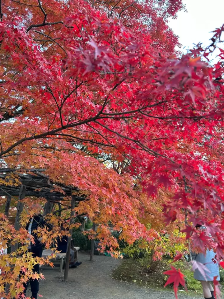 7 recommended spots to see autumn leaves in Kyoto