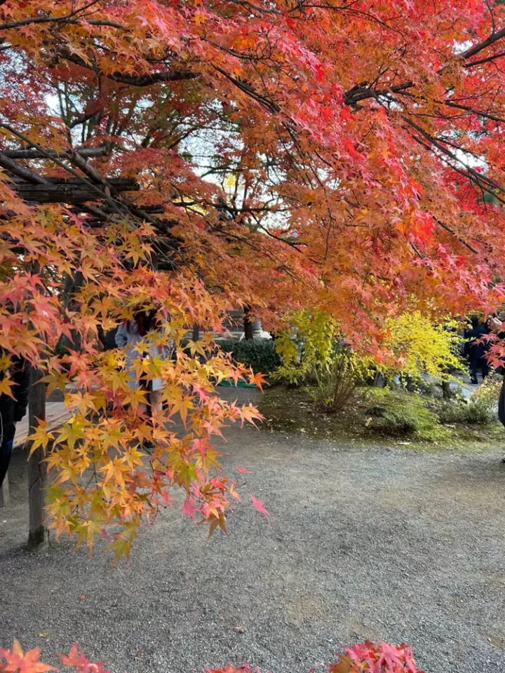 7 recommended spots to see autumn leaves in Kyoto
