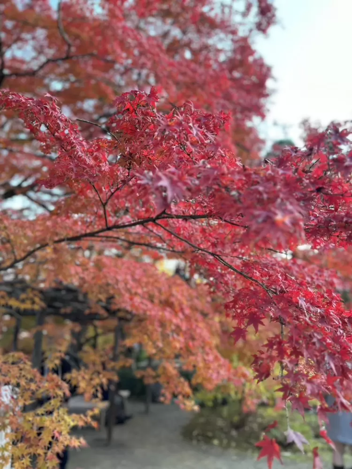 7 recommended spots to see autumn leaves in Kyoto