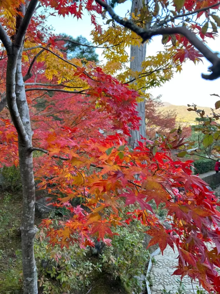 7 recommended spots to see autumn leaves in Kyoto