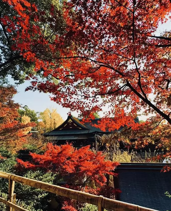 7 recommended spots to see autumn leaves in Kyoto