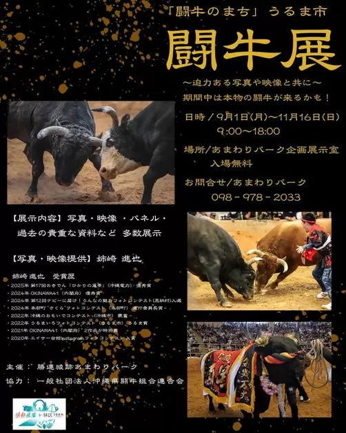 2025/10/20 力量与技巧的惊险对决！冲绳斗牛大会赛程信息