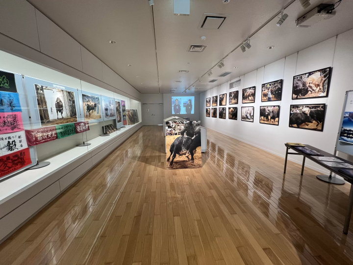 2025/10/20 力量与技巧的惊险对决！冲绳斗牛大会赛程信息