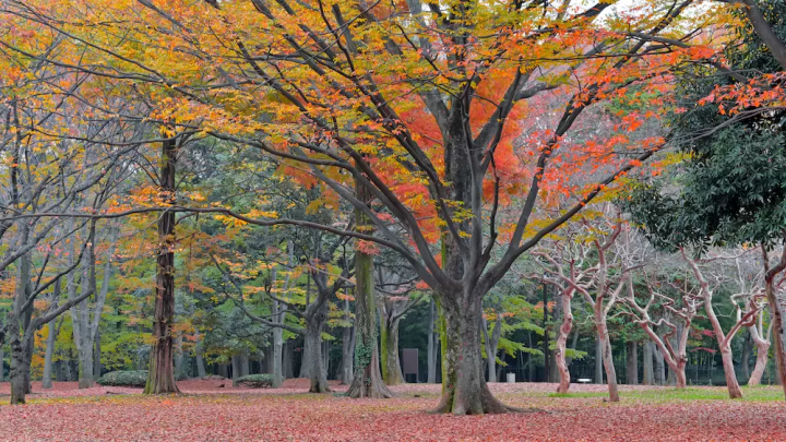 A luxurious trip to enjoy the autumn leaves in a premium hire car to satisfy all five senses