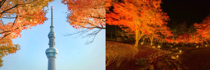 A luxurious trip to enjoy the autumn leaves in a premium hire car to satisfy all five senses