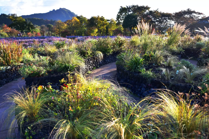 [Gunma Prefecture, Nakanojo Town] How to Enjoy Nakanojo Gardens in Autumn