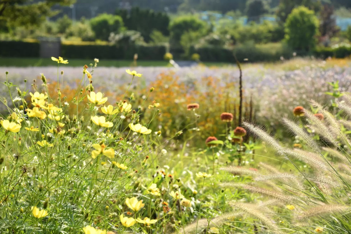 [Gunma Prefecture, Nakanojo Town] How to Enjoy Nakanojo Gardens in Autumn