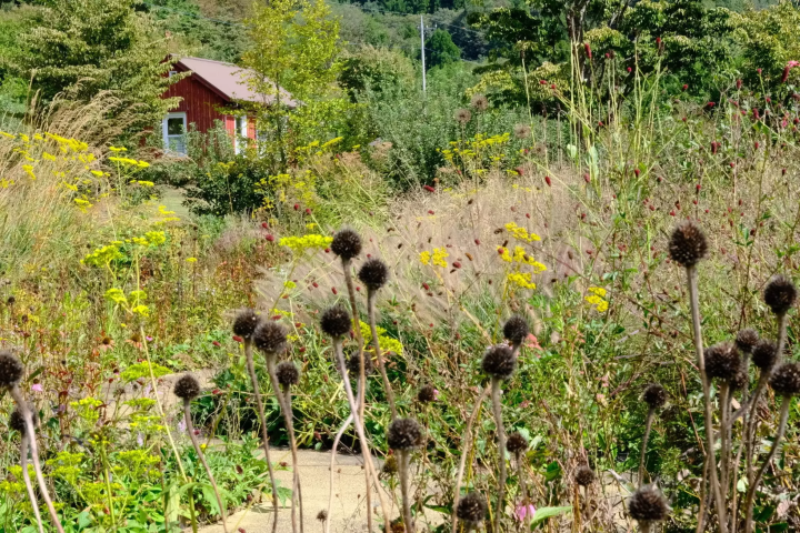 [Gunma Prefecture, Nakanojo Town] How to Enjoy Nakanojo Gardens in Autumn