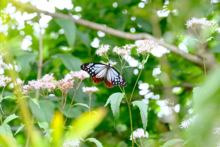 [Gunma Prefecture, Nakanojo Town] How to Enjoy Nakanojo Gardens in Autumn