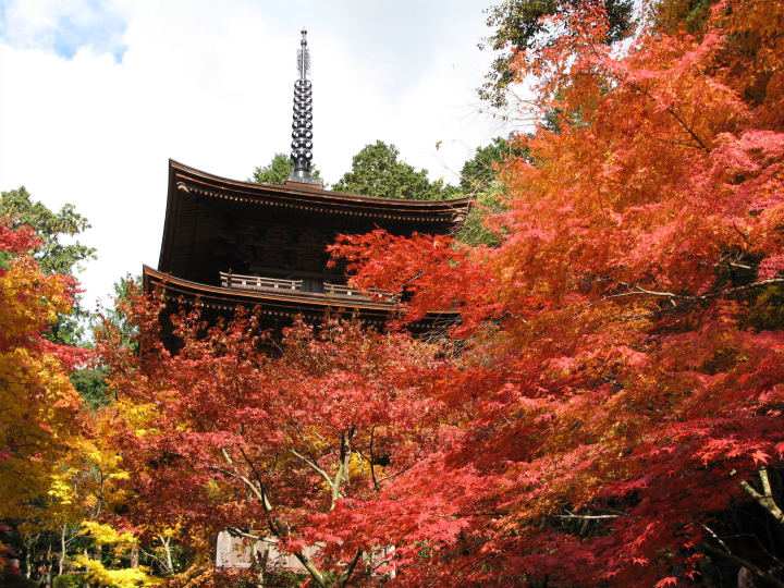 5 Must-See Autumn Foliage Spots Around Lake Biwa, Shiga - Perfect for a Scenic Fall Walk