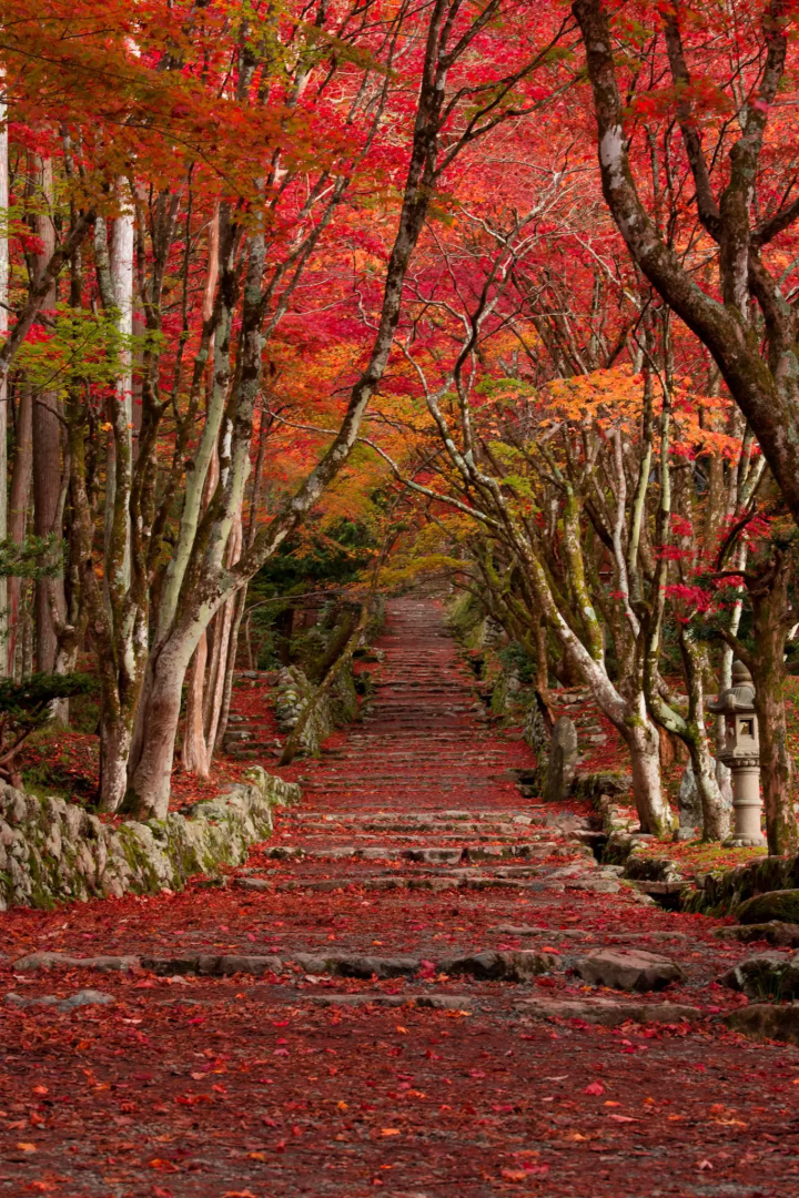 5 Must-See Autumn Foliage Spots Around Lake Biwa, Shiga - Perfect for a Scenic Fall Walk