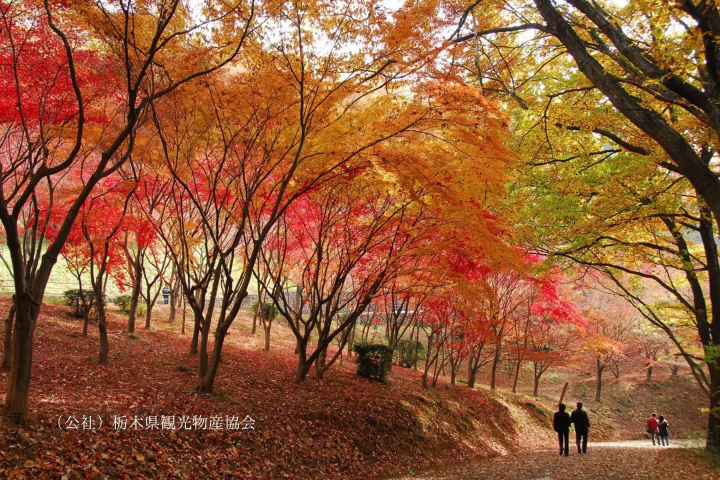 【群馬】群馬の秋絶景 ― 宝徳寺・吹割の滝・老神温泉を巡る旅