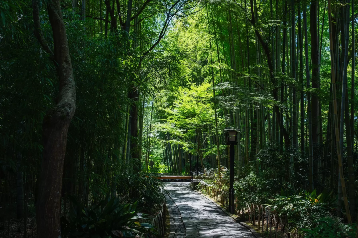 [Kanagawa, Shizuoka] Visit Hakone Shrine, Mishima Skywalk, and Izu Shuzenji Autumn Leaves Walk