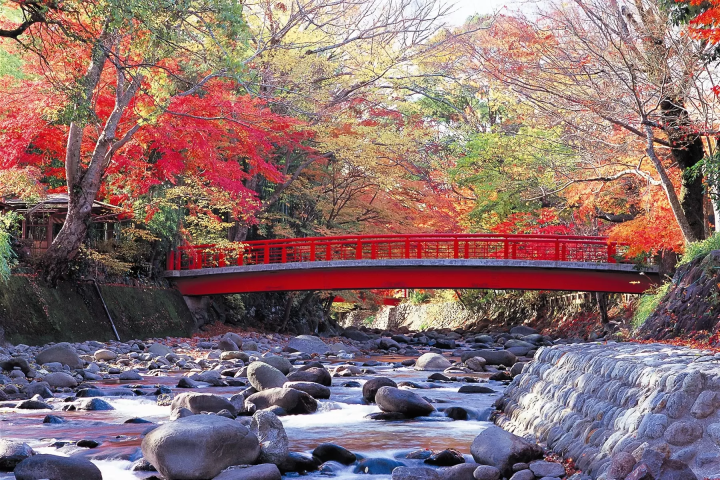 [Kanagawa, Shizuoka] Visit Hakone Shrine, Mishima Skywalk, and Izu Shuzenji Autumn Leaves Walk