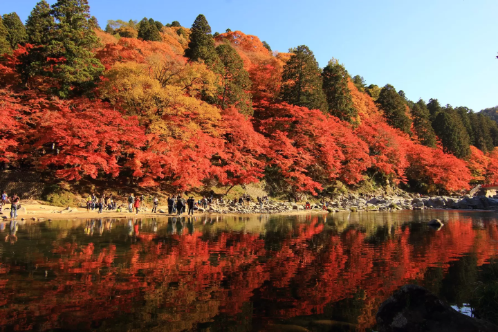 [爱知/岐阜]巴士之旅，欣赏只有在秋天才能看到的壮丽景色！香兰溪、小原式樱、马込宿