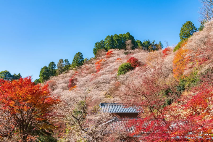[아이치·기후] 가을에만 볼 수 있는 절경을 버스로 만나러 떠나는 여행! 고란케이, 오바라 시키자쿠라, 마고메주쿠