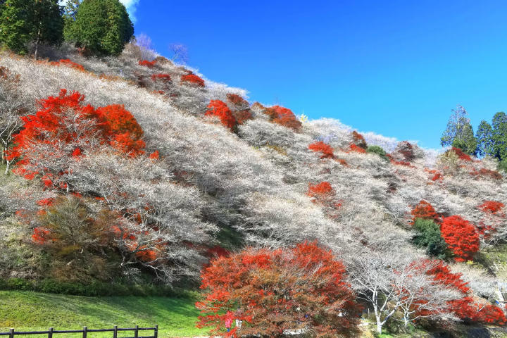 [아이치·기후] 가을에만 볼 수 있는 절경을 버스로 만나러 떠나는 여행! 고란케이, 오바라 시키자쿠라, 마고메주쿠