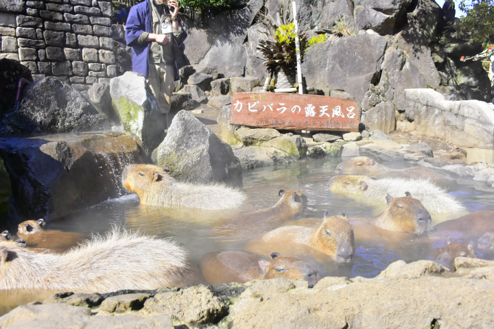 Just an hour's drive from Atami! Take a road trip to the popular Izu Kogen area!