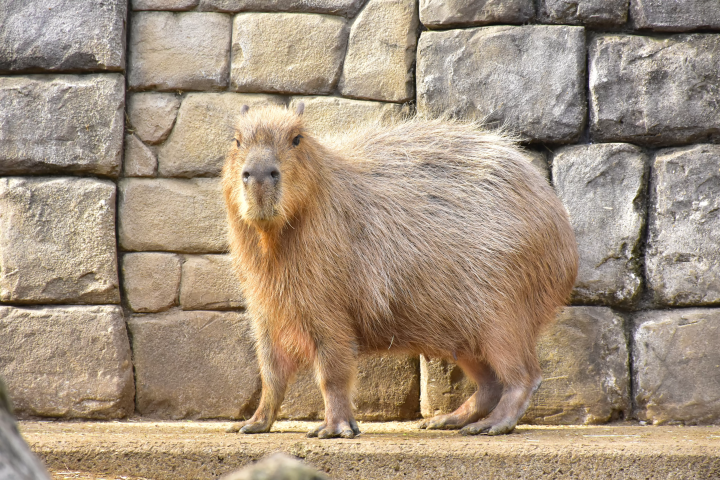 【2025年更新】去日本看水豚吧！彻底解说“正宗水豚温泉”